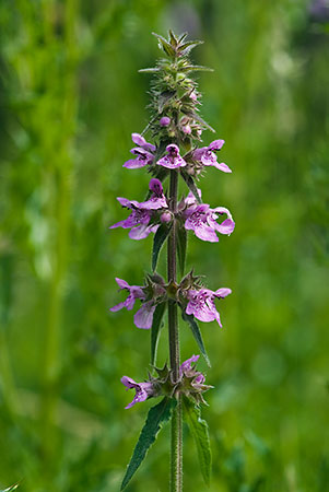 Woundwort_Marsh_LP0151_16_Mitcham_Common