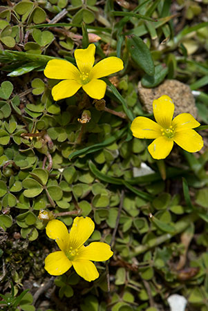 Yellow-sorrel_Least_LP0122_01_Thursley