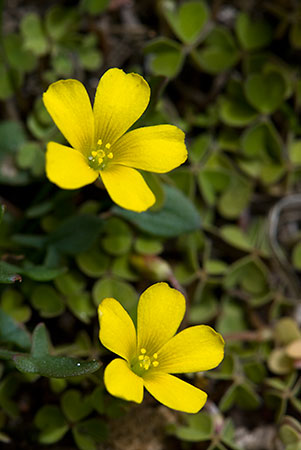 Yellow-sorrel_Least_LP0122_03_Thursley