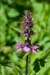 Woundwort_Marsh_LP0057_07_Pegwell_Bay