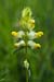 Yellow-rattle_Greater_LP0137_14_Riddlesdown