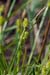 Yellow-sedge_Long-stalked_LP0125_08_Parsonage_Moor