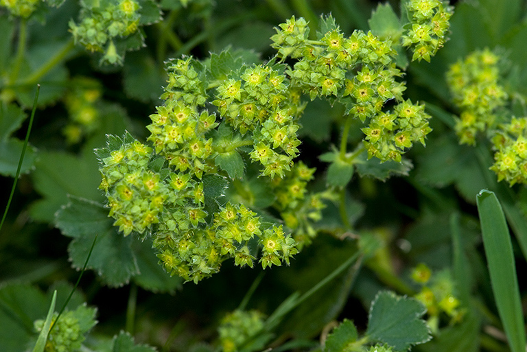 Alchemilla_LP0124_12_Draycote