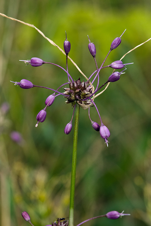 Allium_carinatum_LP0166_28_Ham