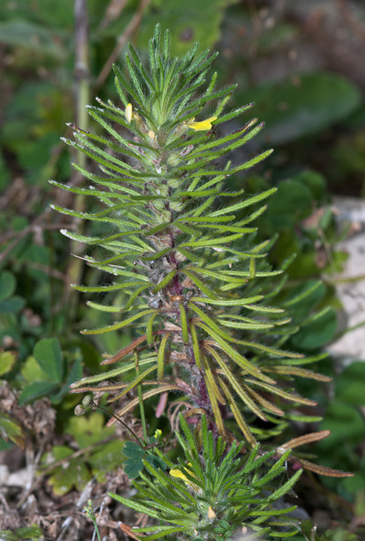 Ajuga_chamaepitys_LP0549_10_Langley_Vale