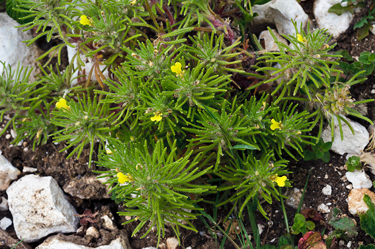 Ajuga_chamaepitys_LP0578_07_Box_Hill