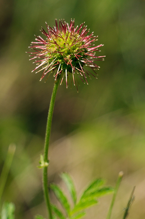 Acaena_novae-zelandiae_LP0325_45_Witley_Common