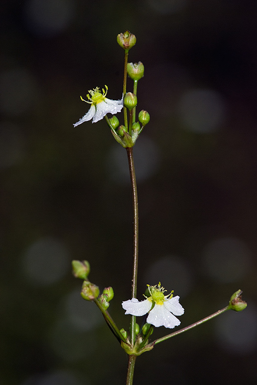 Alisma_plantago-aquatica_LP0168_41_Dunsfold_Common