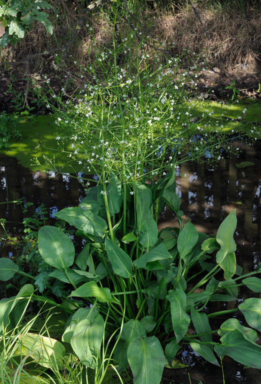 Alisma_plantago-aquatica_LP0322_64_Hampton_Court