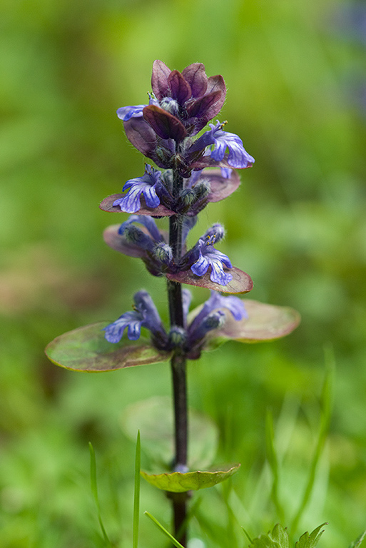 Ajuga_reptans_LP0129_01_Frillinghurst