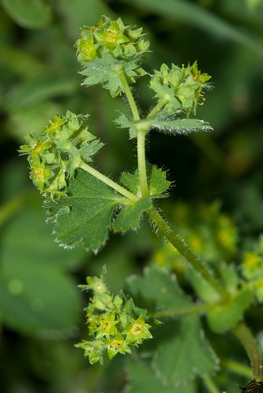 Alchemilla_LP0124_14_Draycote