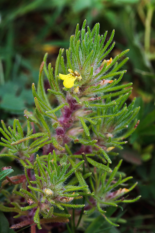 Ajuga_chamaepitys_LP0462_02_Chipstead_Downs