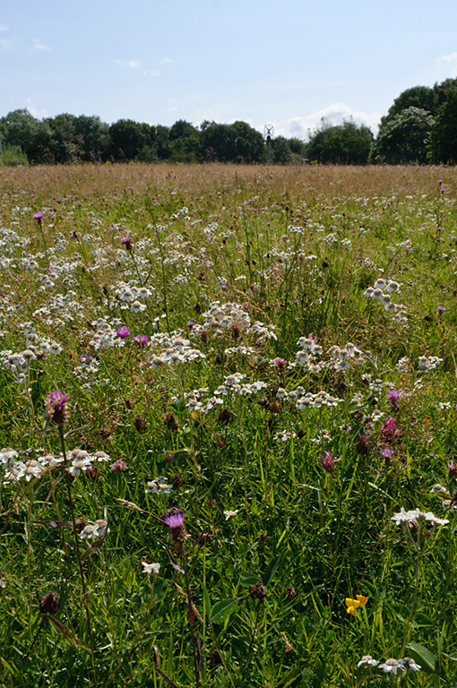 Achillea_ptarmica_LP0642_23_Outwood