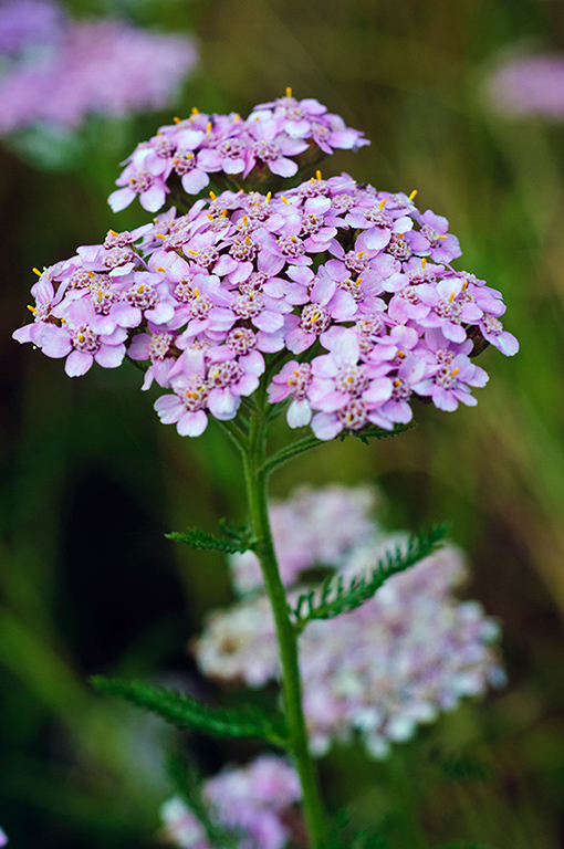 Achillea_millefolium_LP0640_01_Nutfield_Marsh