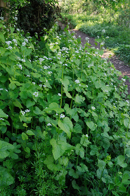 Alliaria_petiolata_LP0308_28_Staffhurst_Wood