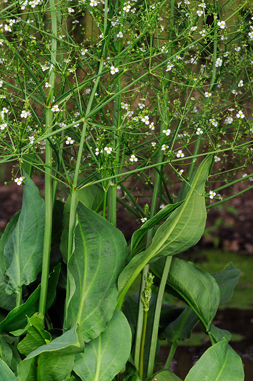 Alisma_plantago-aquatica_LP0322_63_Hampton_Court