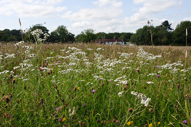 Achillea_ptarmica_LP0642_29_Outwood