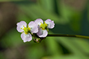 Alisma_plantago-aquatica_LP0217_04_Backside_Common