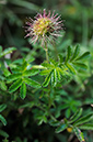 Acaena_novae-zelandiae_LP0325_87_Witley_Common