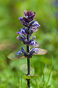 Ajuga_reptans_LP0129_01_Frillinghurst