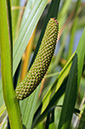 Acorus_calamus_LP0418_04_Hampton_Court