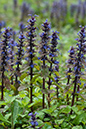 Ajuga_reptans_LP0129_09_Frillinghurst