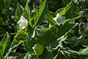 Alkekengi_officinarum_LP0154_40_Guildford copy