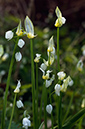 Allium_paradoxum_LP0617_03_South_Croydon