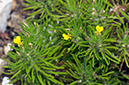 Ajuga_chamaepitys_LP0578_04_Box_Hill