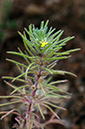 Ajuga_chamaepitys_LP0217_15_White_Downs