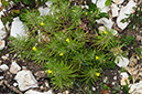 Ajuga_chamaepitys_LP0578_05_Box_Hill