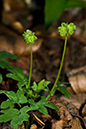 Adoxa_moschatellina_LP0193_30_Chinthurst_Hill