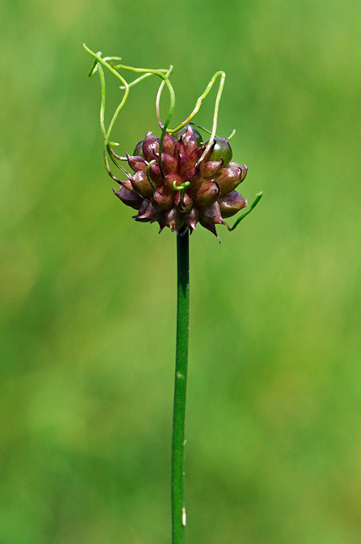 Allium_vineale_LP0317_118_Ham_Petersham