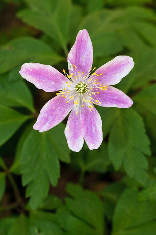 Anemone_nemorosa_LP0618_08_Selsdon_Wood