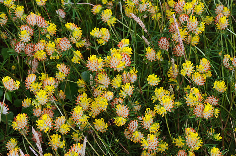 Anthyllis_vulneraria_LP0426_36_Priest_Hill