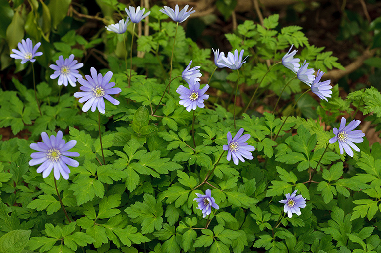 Anemone_blanda_LP0563_09_South_Croydon