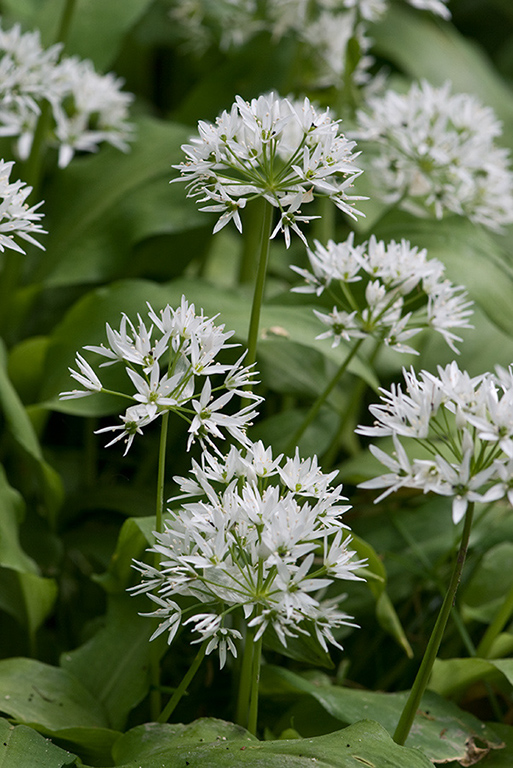 Allium_ursinum_LP0208_25_Titsey_Wood