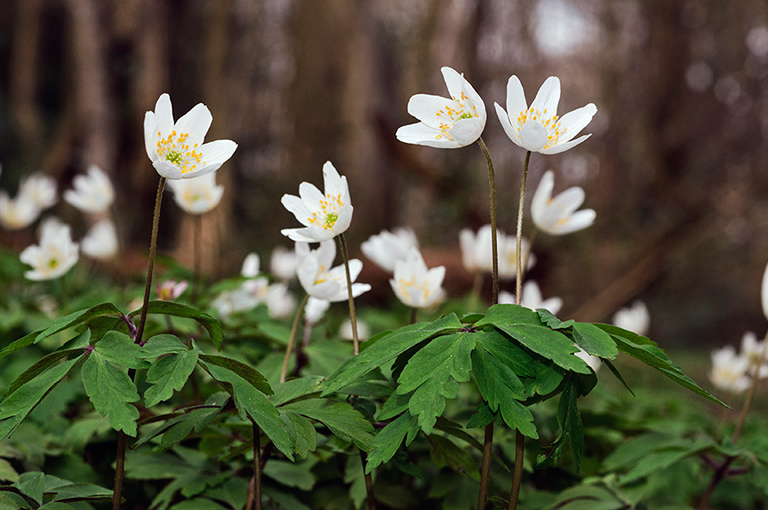 Anemone_nemorosa_LP0510_05_Staffhurst_Wood