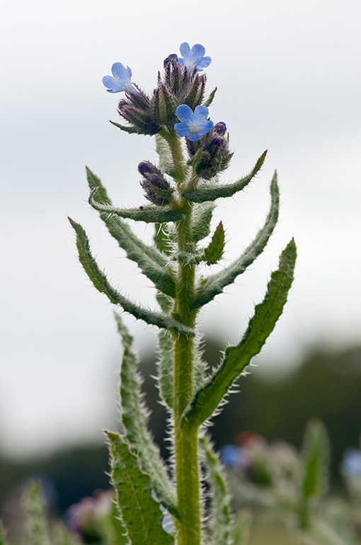 Anchusa_arvensis_LP0523_23_Hampton_Estate