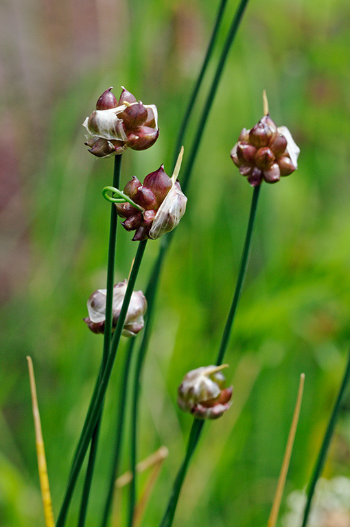 Allium_vineale_LP0317_052_Hampton_Court