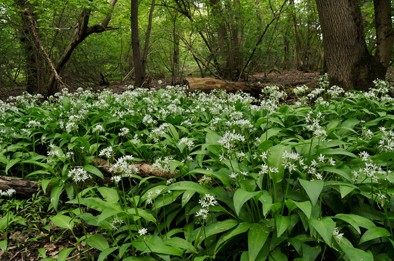 Allium_ursinum_LP0400_43_Bletchingley