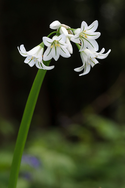 Allium_triquetrum_LP0622_07_Frylands_Wood