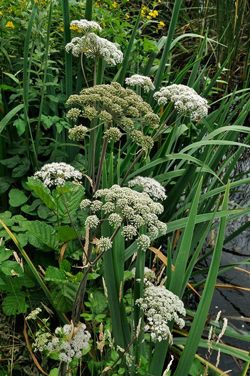 Angelica_sylvestris_LP0252_34_Windsor