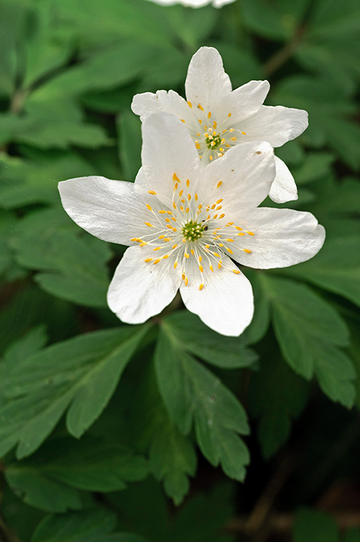 Anemone_nemorosa_LP0510_08_Staffhurst_Wood