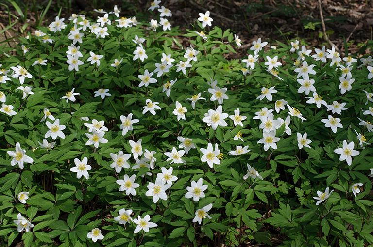 Anemone_nemorosa_LP0435_01_Staffhurst