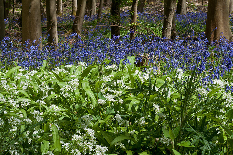 Allium_ursinum_LP0675_01_Woldingham