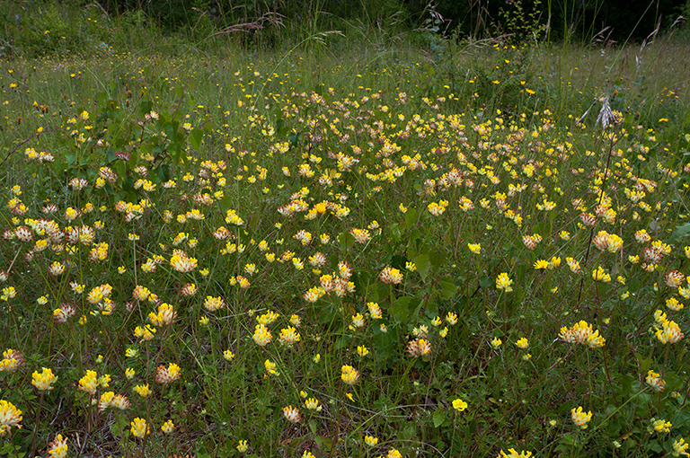 Anthyllis_vulneraria_LP0681_36_Riddlesdown