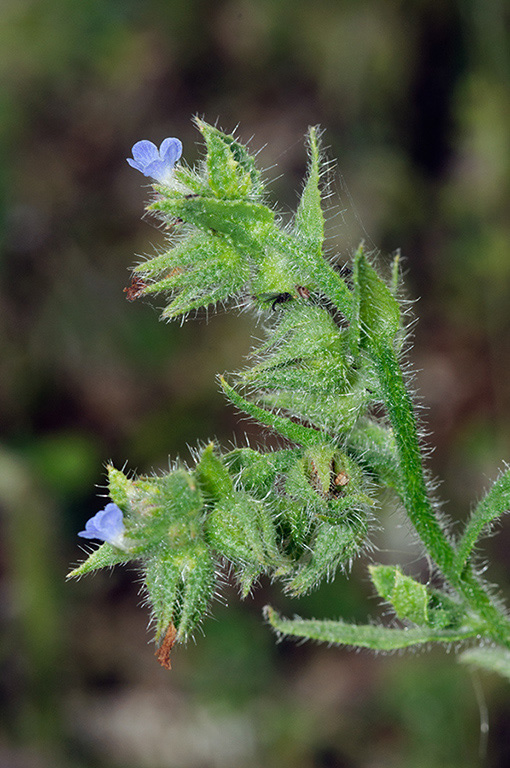 Anchusa_arvensis_LP0549_18_Langley_Vale