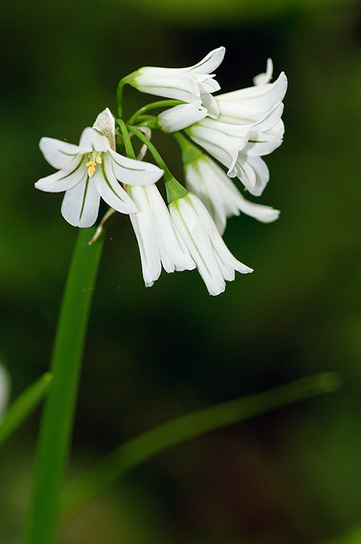 Allium_triquetrum_LP0527_14_Frylands_Wood