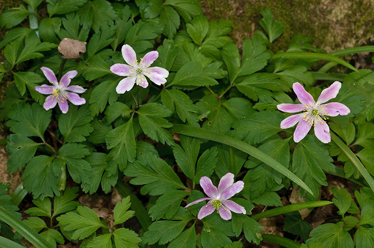 Anemone_nemorosa_LP0618_14_Selsdon_Wood